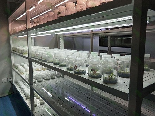 丽水植物组织培养实验室设计建设方案